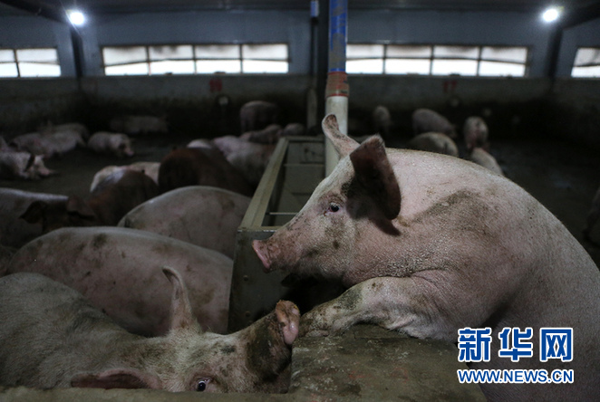 政策密集出台保障猪肉供给 非法“炒猪”将被严厉打击