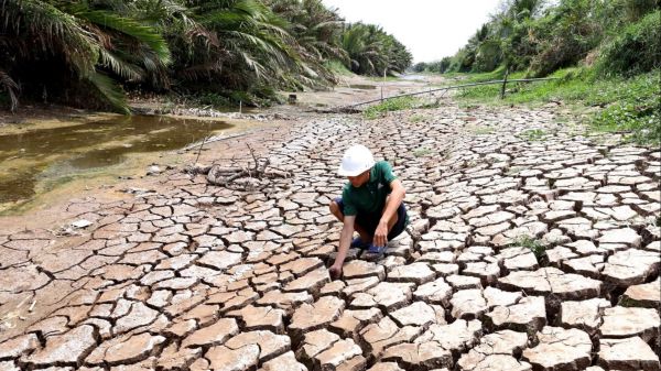 泰国越南遭遇干旱 国际大米价格创六年新高
