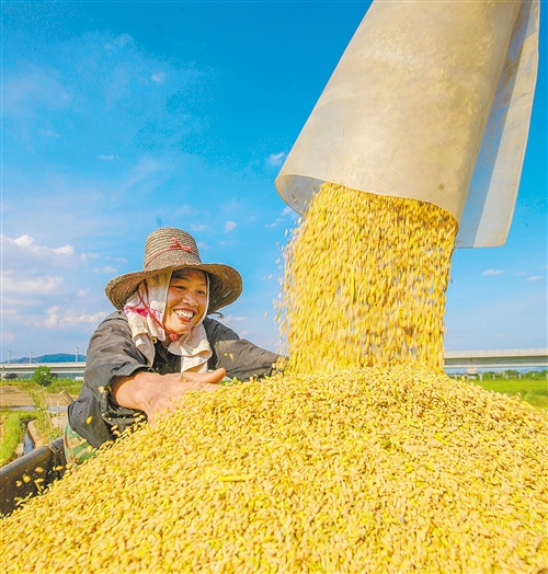 产量增120.8万吨，总产创历史新高 今年夏粮再获丰收