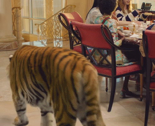 Gucci拍摄虎年广告用了真老虎，动物保护组织怒了