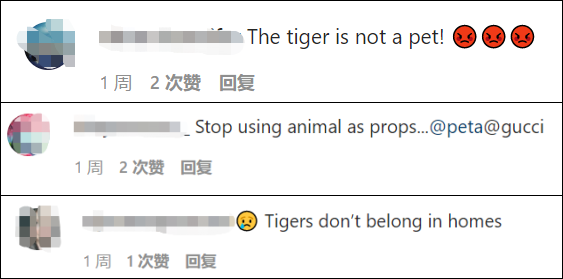 Gucci拍摄虎年广告用了真老虎，动物保护组织怒了