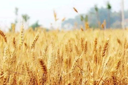 快讯：泛欧交易所小麦、玉米期货大涨超10%