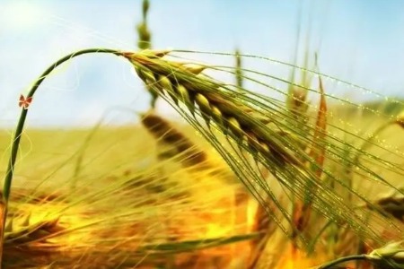 快讯：欧洲小麦期货价格较黑海地区上涨20%，创九年来最高水平