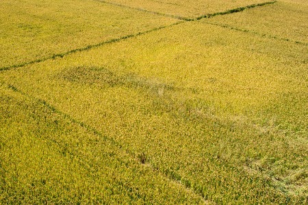 全球第三钾肥生产国白俄罗斯或被制裁 钾肥供需进一步紧张