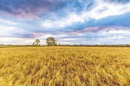 俄乌战局冲击小麦供应 芝加哥小麦期货连续六涨停逼近历史新高