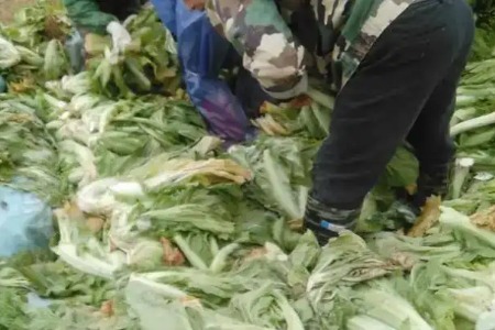 岳阳市处置央视曝光的酸菜加工卫生问题 相关人员被控制