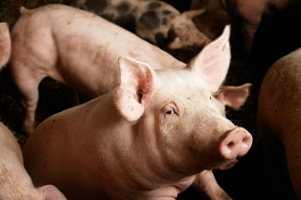 ​国家发改委：采取有效措施防范生猪价格过快上涨