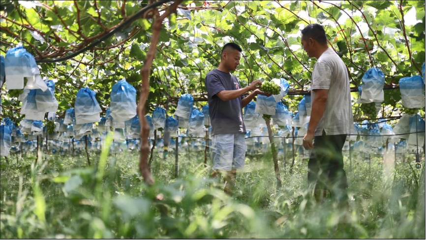 年入三十万，西昌阳光玫瑰种植户通过电商卖全国