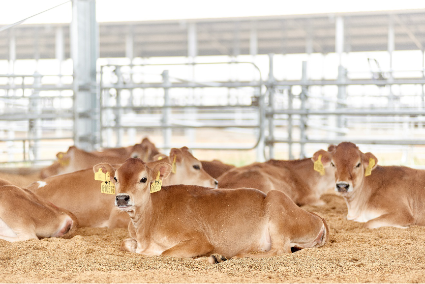 跨周期增长，到底谁在买认养一头牛？